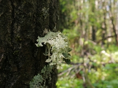 Ramalina sinensis