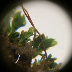 Bryopsida