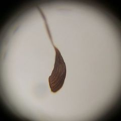 Bryopsida