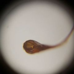 Bryopsida