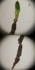 Bryopsida