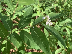 Apocynum × floribundum