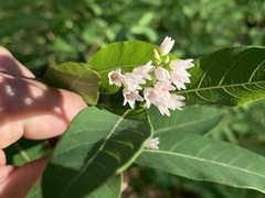 Apocynum × floribundum