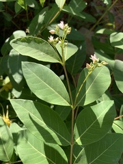 Apocynum × floribundum