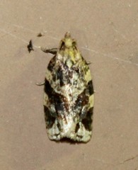 Argyrotaenia ivana