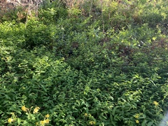 Apocynum × floribundum