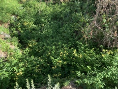 Apocynum × floribundum