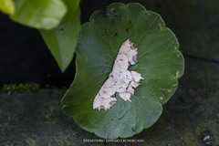 Dysaethria flavistriga