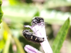 Acmaeodera angelica