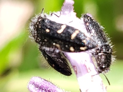 Acmaeodera angelica