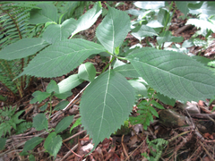 Hydrangea serrata