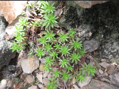 Sedum polytrichoides