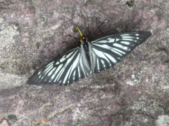 Hestina persimilis