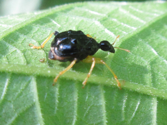 Phymatapoderus flavimanus