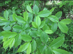 Rhamnella franguloides