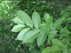 Rhamnella franguloides