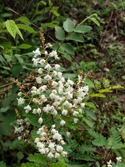 Pterolobium hexapetalum
