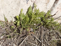 Tanacetum vulgare boreale