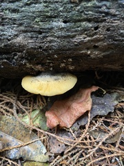 Crepidotus praecipuus