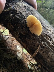 Crepidotus praecipuus