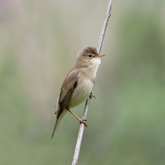 Marsh Warbler photo 3