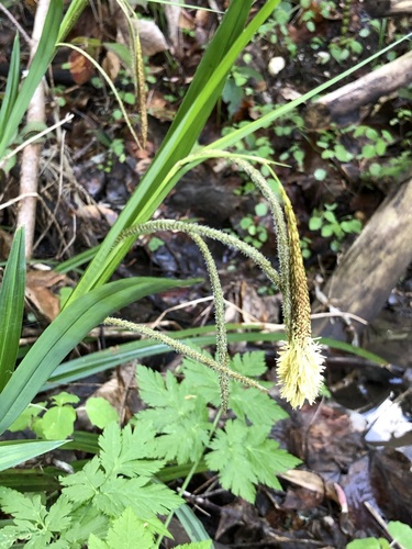 Carex agastachys (Carex agastachys)
