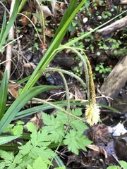 Carex agastachys