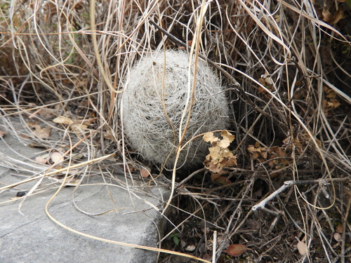 Image of Mammilloydia candida by (c) Leticia Jiménez Hernández, some rights reserved (CC BY-SA)
