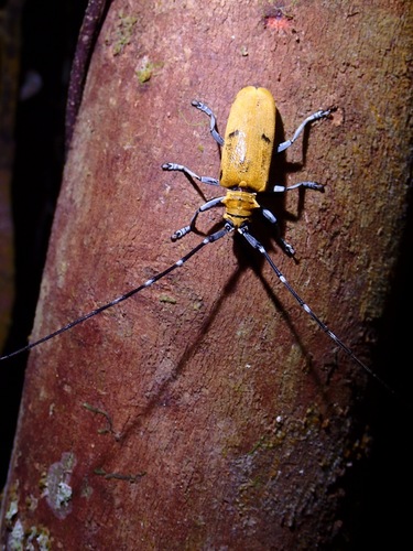 Mimohammus flavescens
