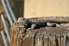 Sceloporus uniformis