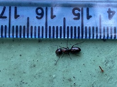 Camponotus hyatti