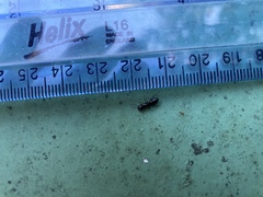 Camponotus hyatti