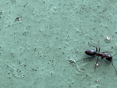 Camponotus hyatti