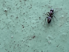 Camponotus hyatti