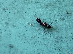 Camponotus hyatti