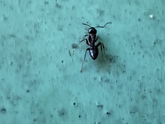 Camponotus hyatti