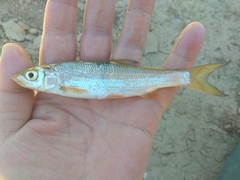 Chondrostoma variabile