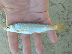 Chondrostoma variabile