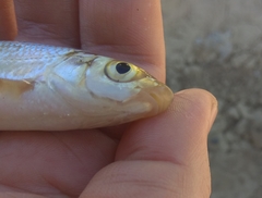 Chondrostoma variabile