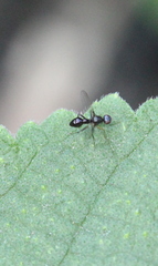 Dicranosepsis