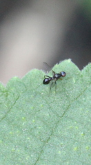Dicranosepsis