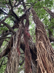 Ficus thonningii