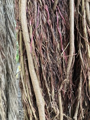 Ficus thonningii