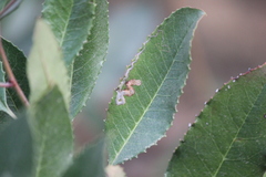 Stigmella heteromelis