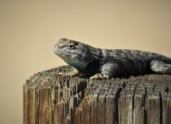 Sceloporus uniformis