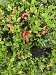 Magnoliopsida
