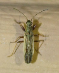 Paromius longulus