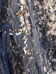 Crematogaster minutissima