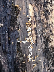 Crematogaster minutissima