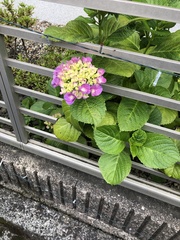 Hydrangea